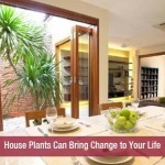 House Plants Can Bring Change to Your Life
