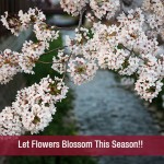 Let Flowers Blossom This Season!!