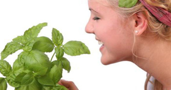 Basil-leaves