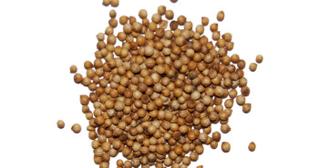 Coriander