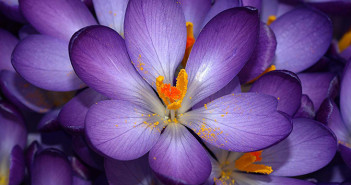 Crocus