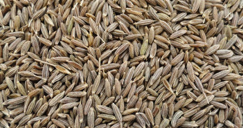 Cumin