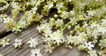 Elderflower-Oil