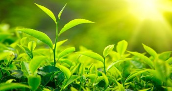 Green-Teaa