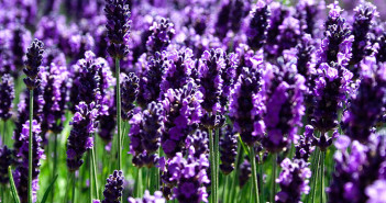 Lavender-Oil