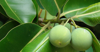 Tamanu-oil