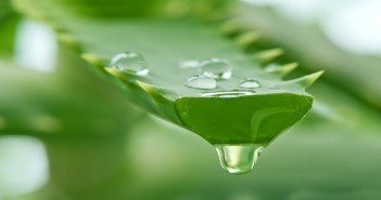 aloe-vera