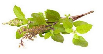 holy basil