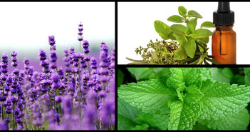 Aromatherapy-Collarge