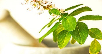 Holy Basil