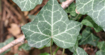 Ivy-leaves
