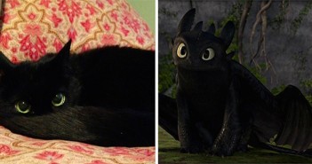 cat looks