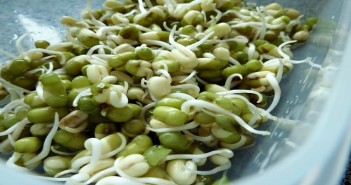 sprouts