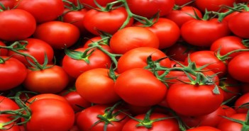tomatoes